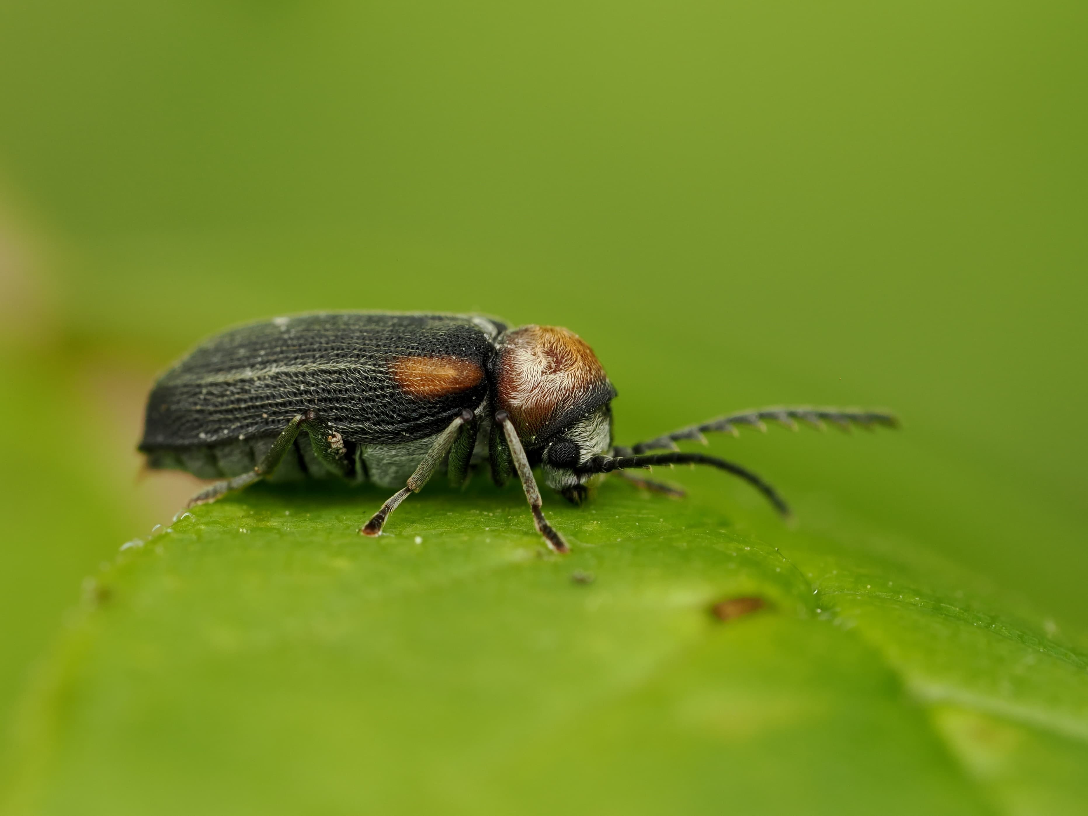 Beetles of Indiana · project