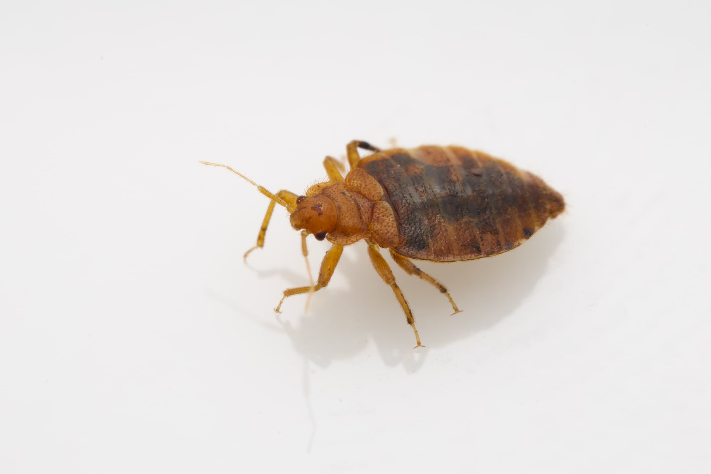 Indoor Insects · project