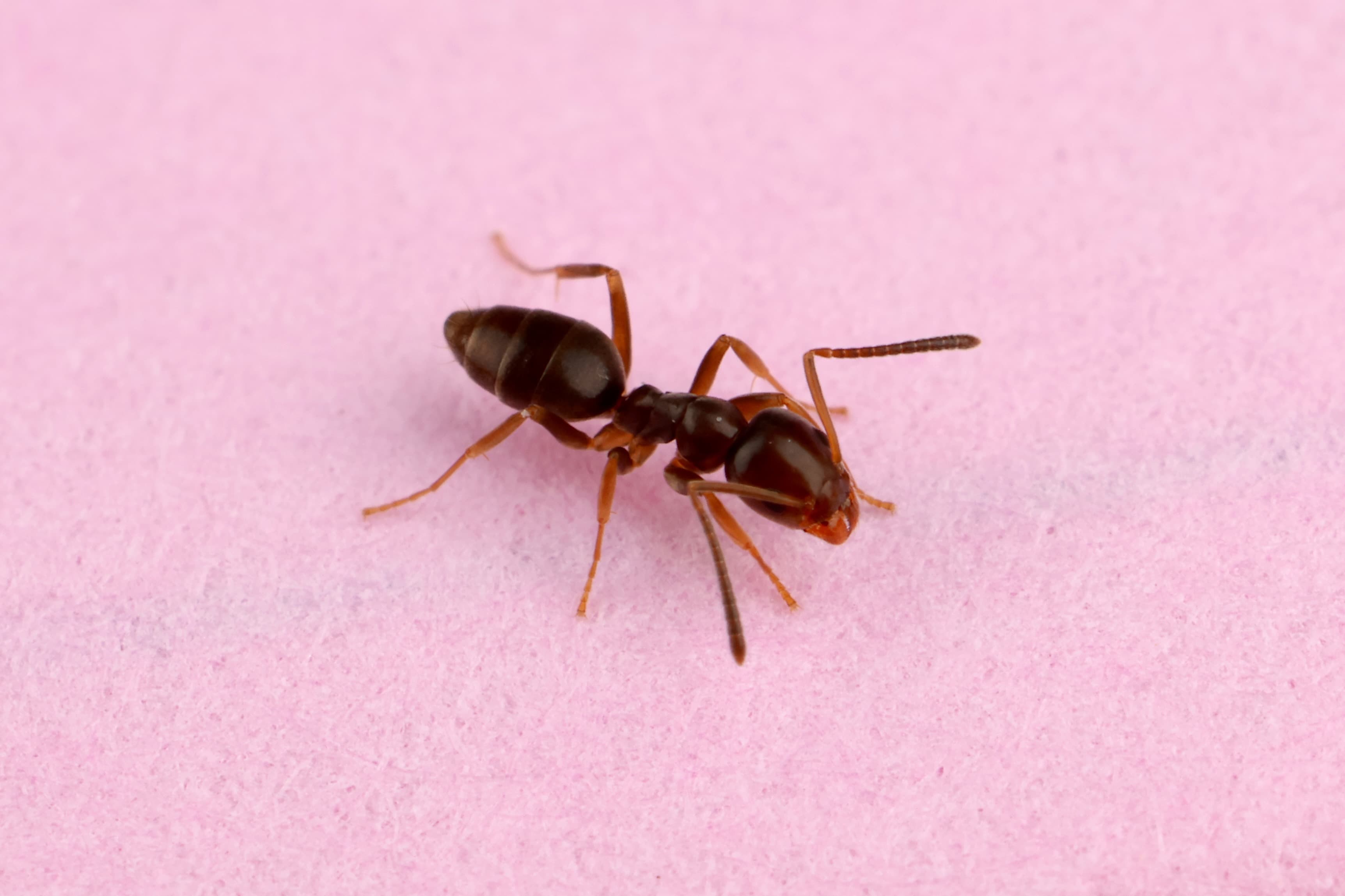 Ants · plate