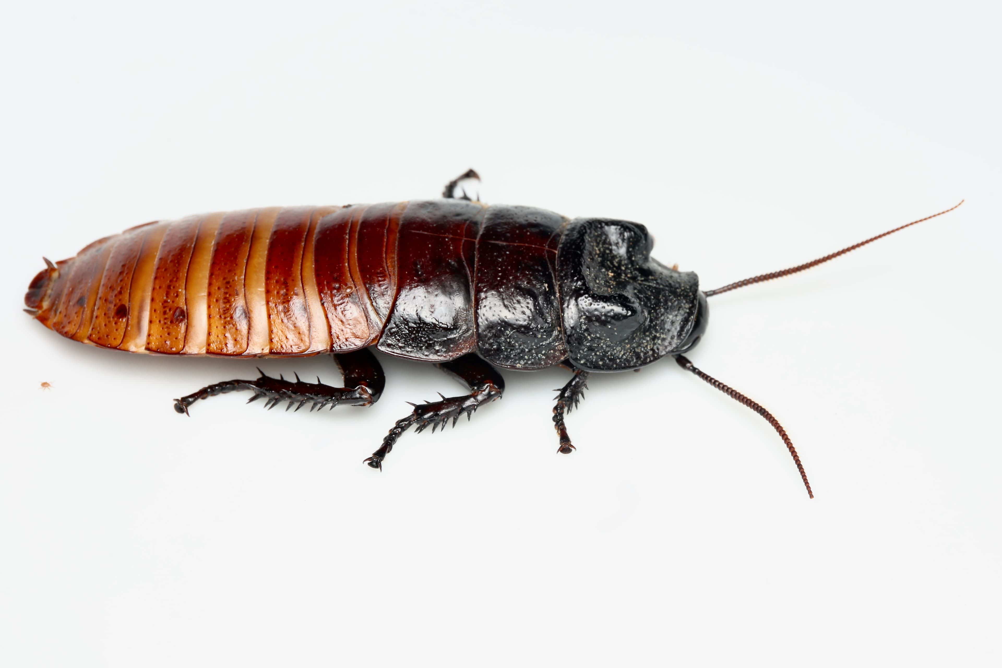 Cockroaches · plate