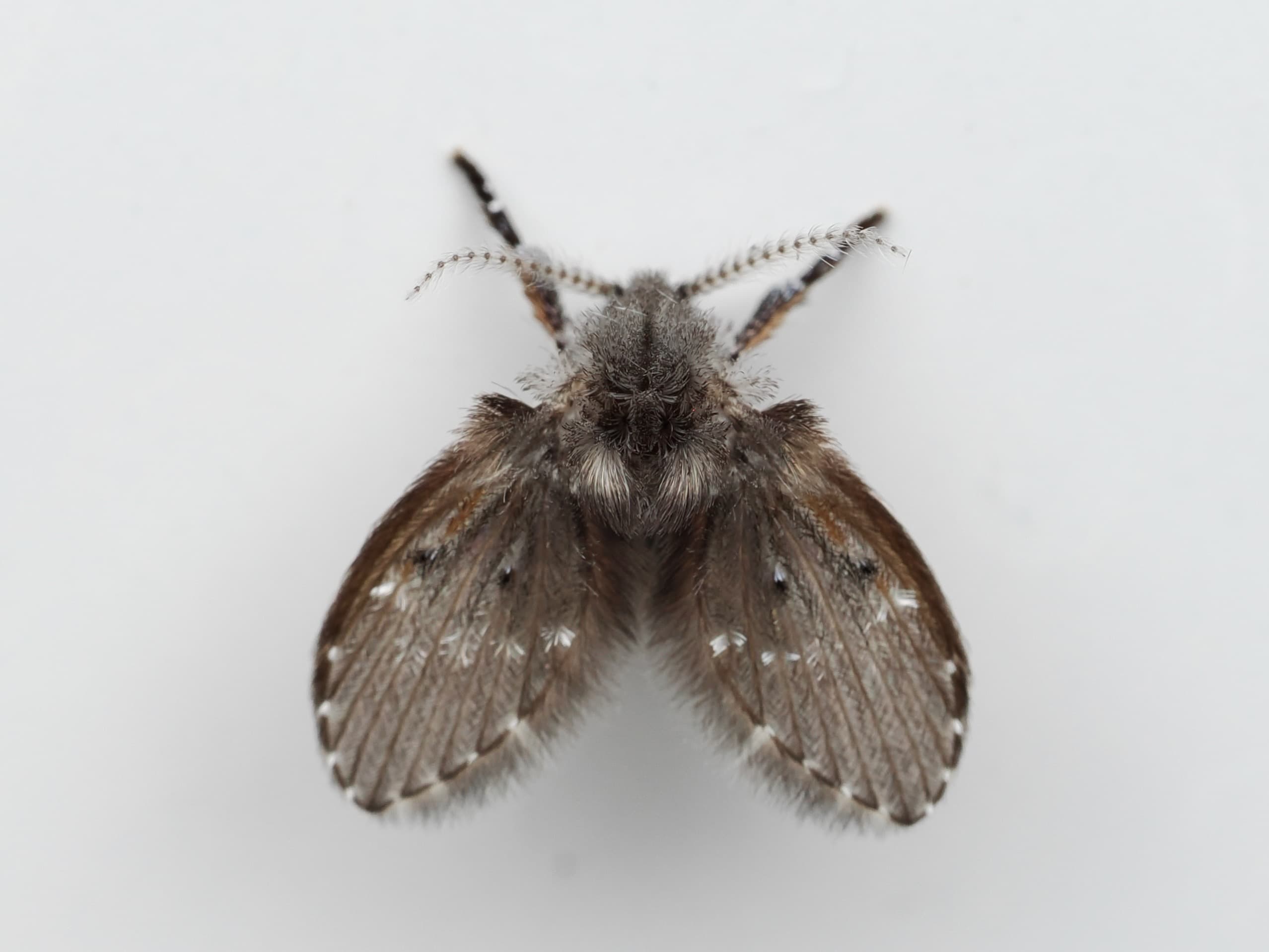 Flies & Gnats · plate