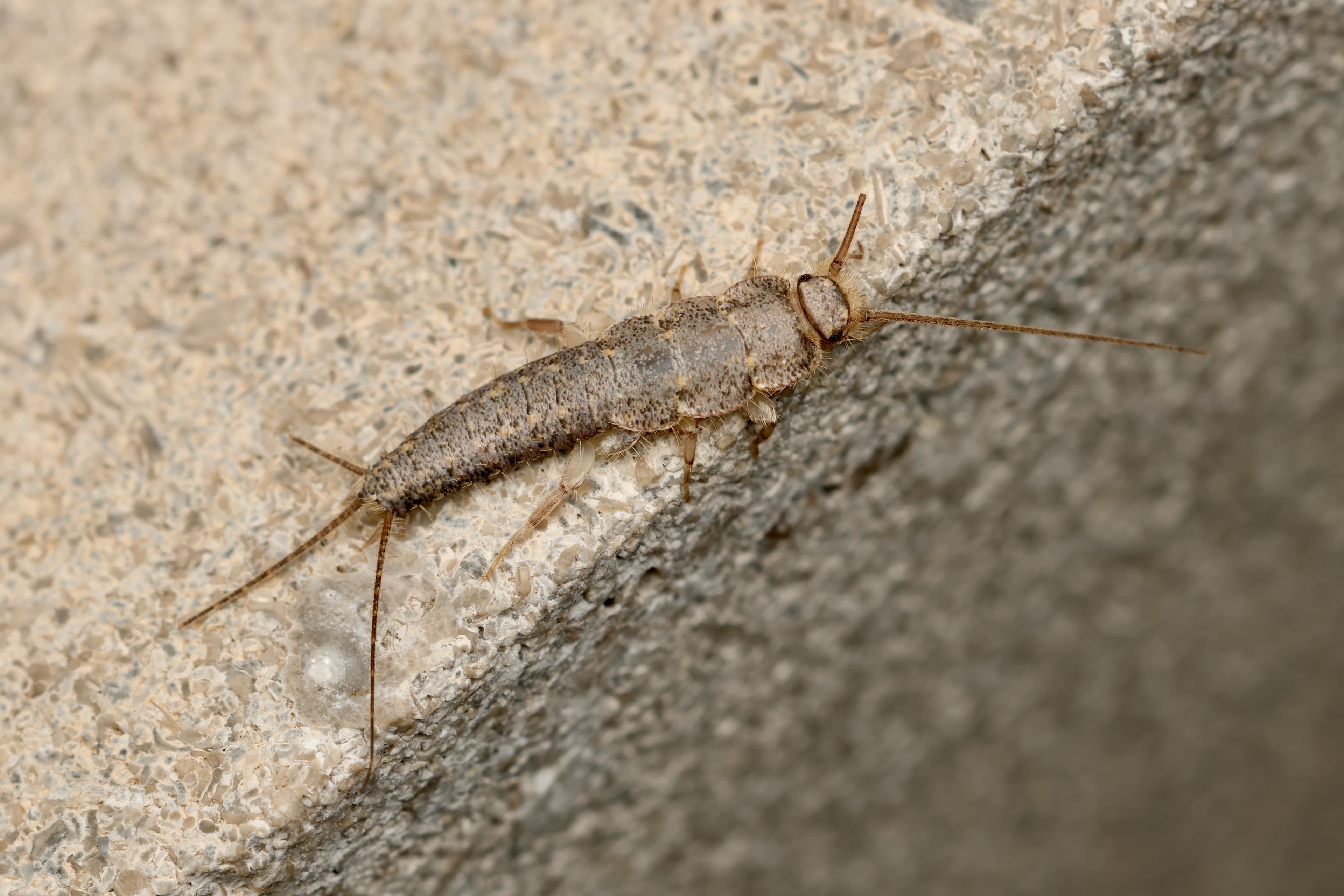 Silverfish & Booklice · plate
