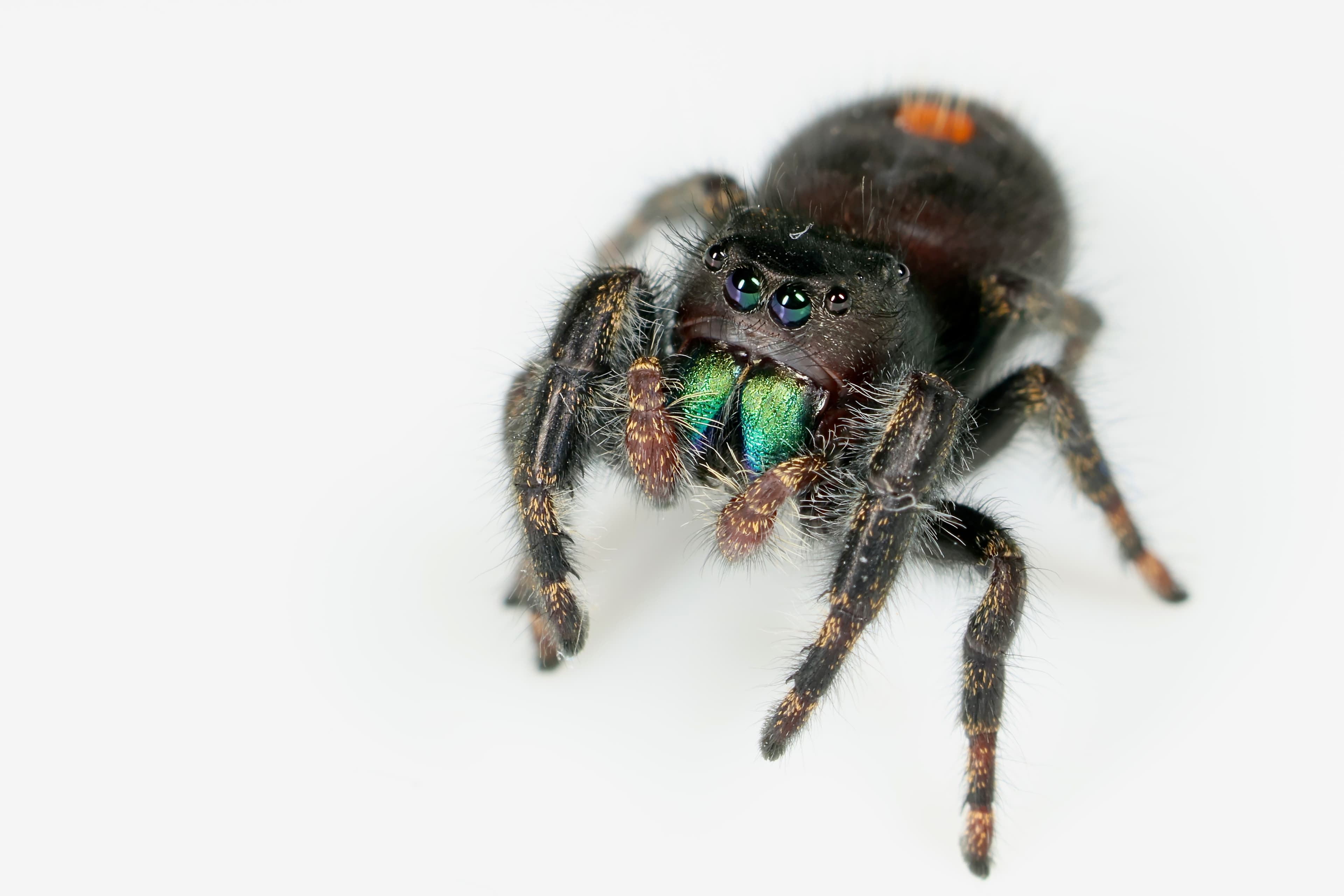 Spiders · plate