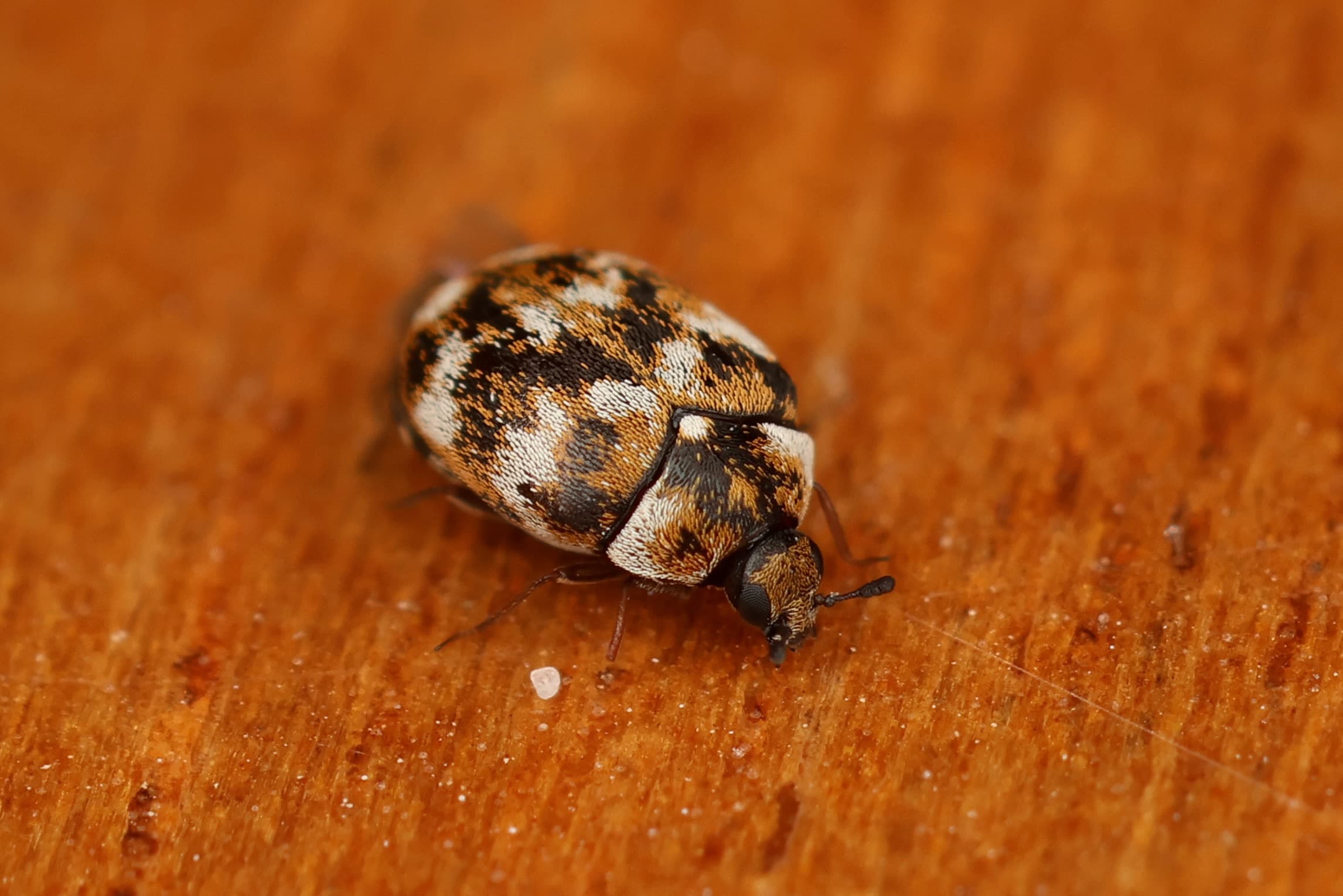 Stored-Product Pests · plate