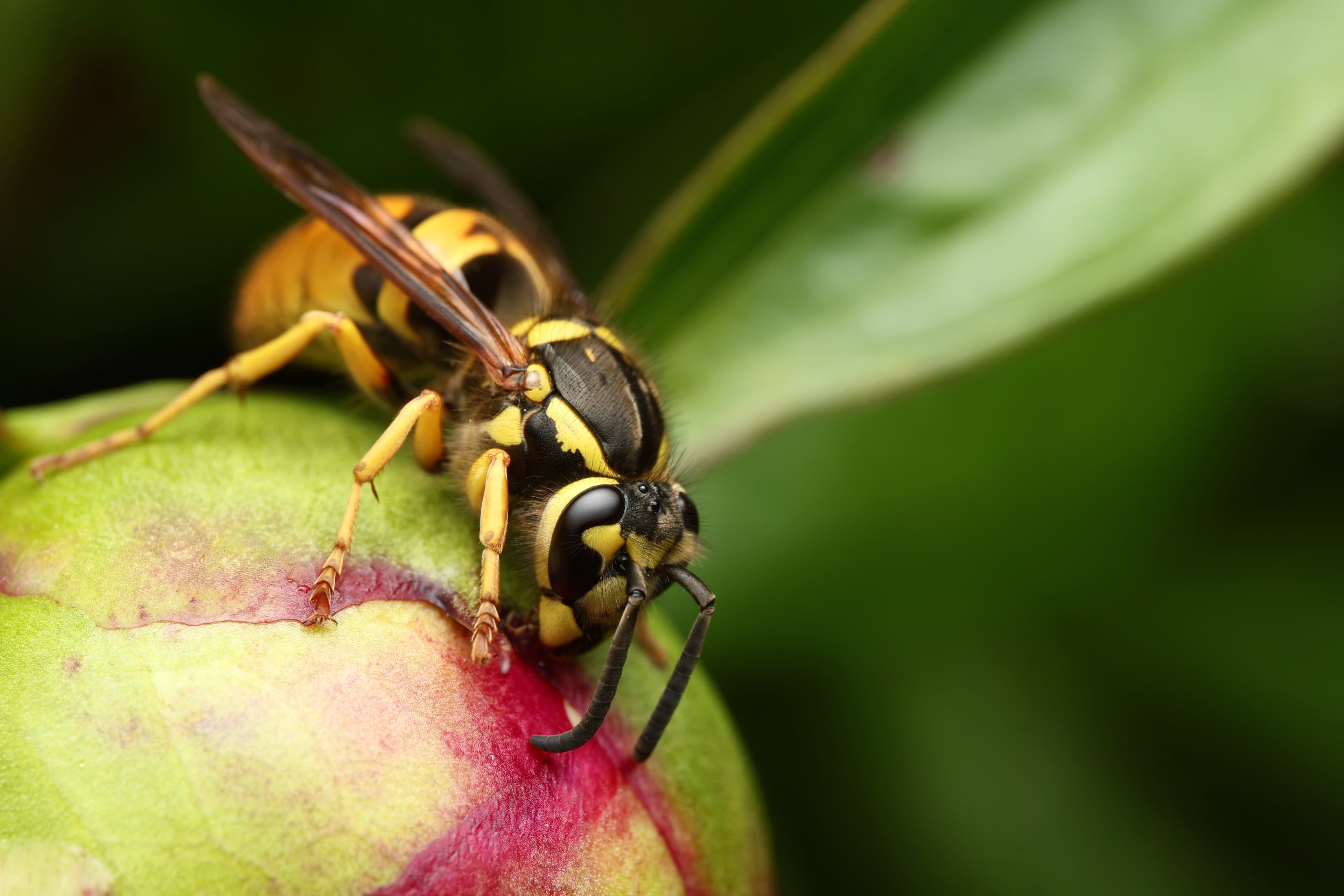 Wasps & Bees · plate